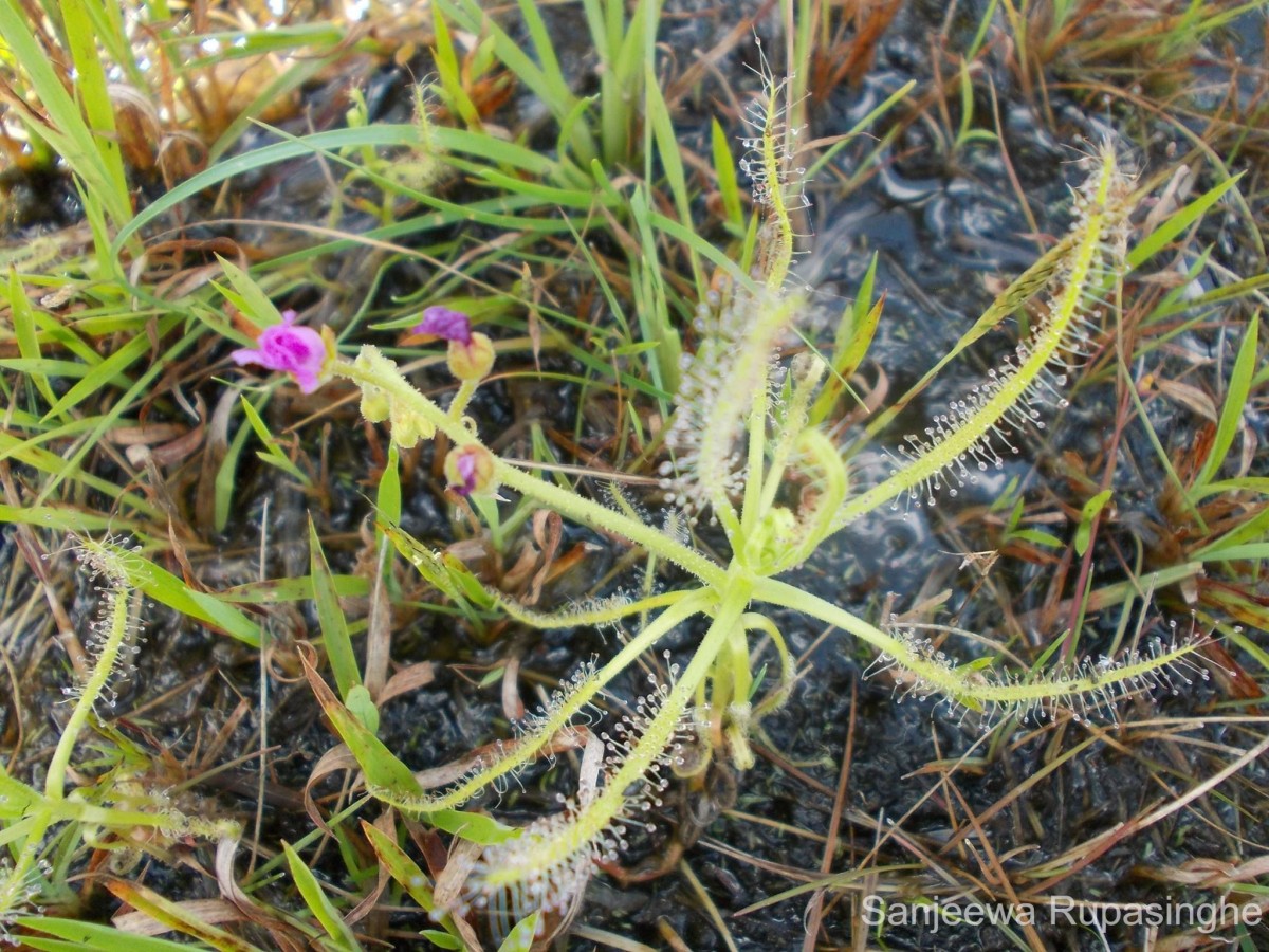Drosera indica L.